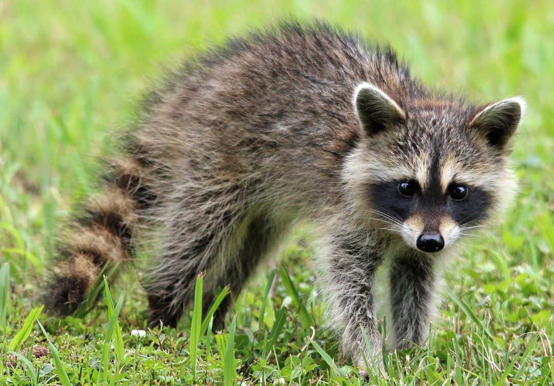 How NOT to kill a raccoon