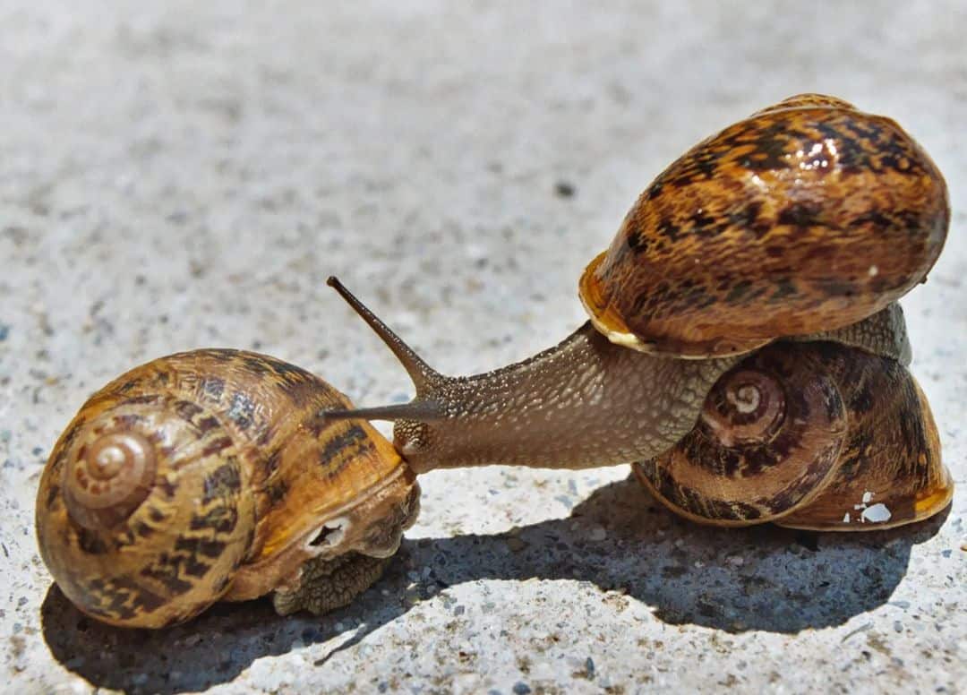 How Often Do Snails Poop