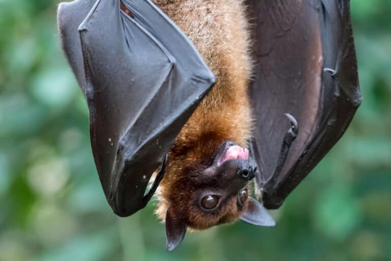 How To Catch A Bat