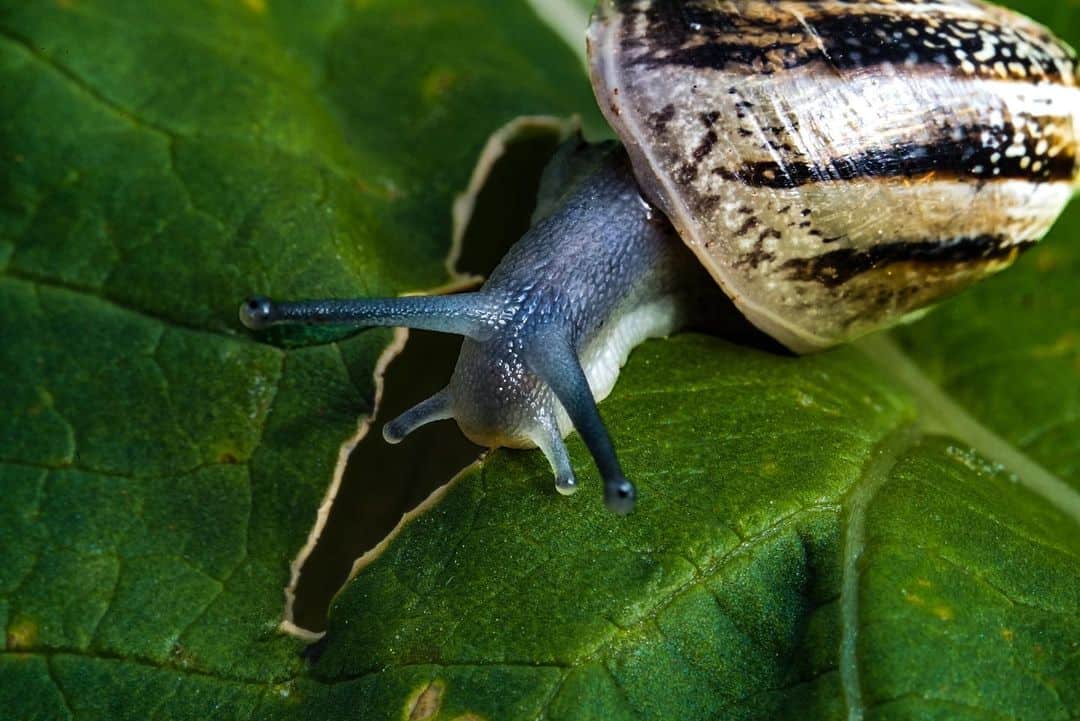 How To Clean Snail Poop