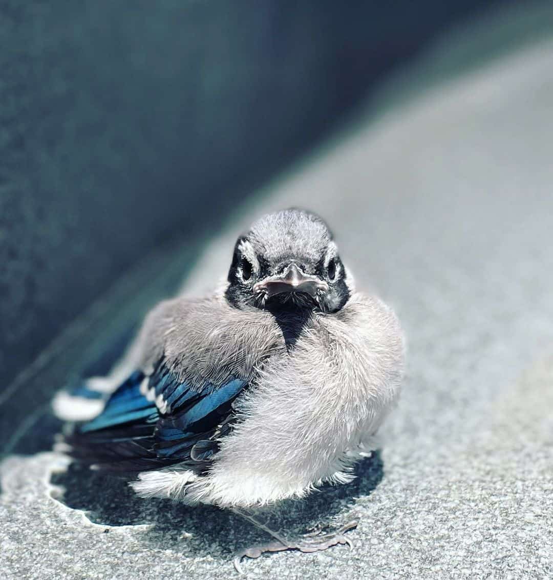 How To Feed A Baby Blue Jay At Home