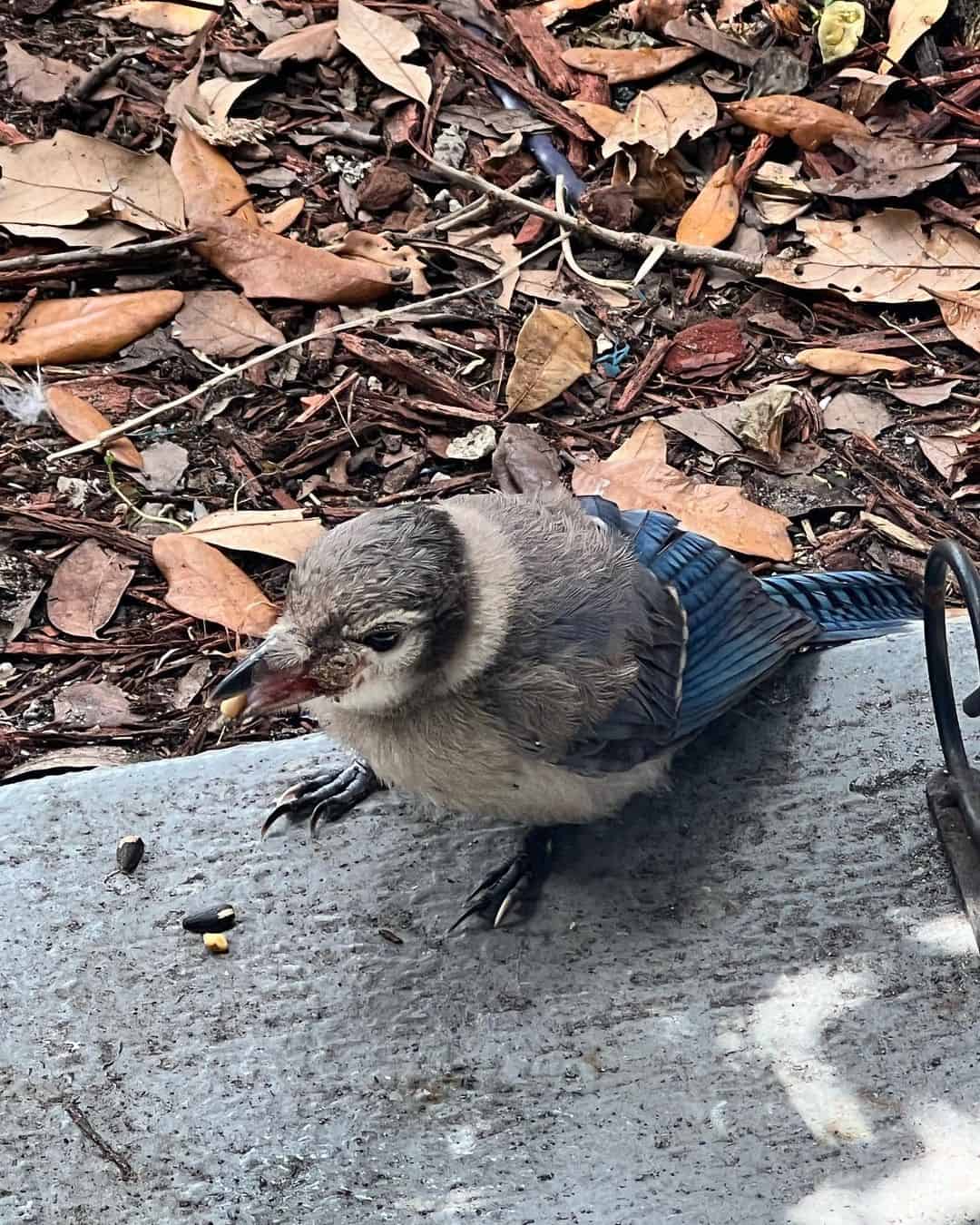 How To Feed A Baby Blue Jay In An Emergency