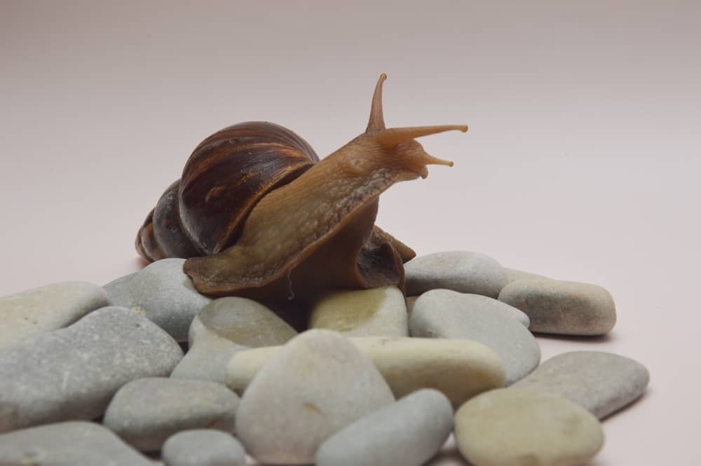 How To Keep A Snail As A Pet