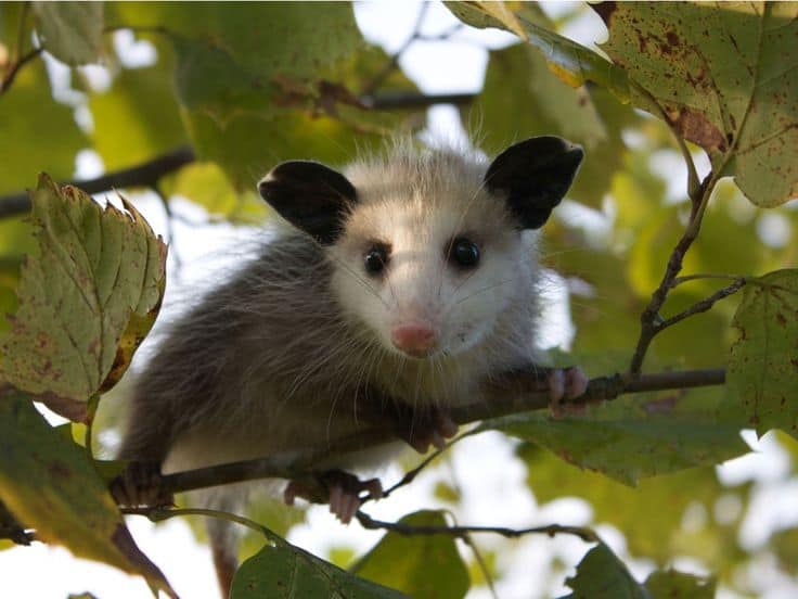 How To Protect Your Property from Possums?