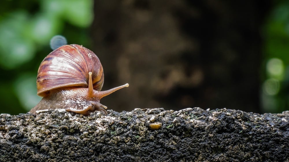How To Take Care Of A Snail