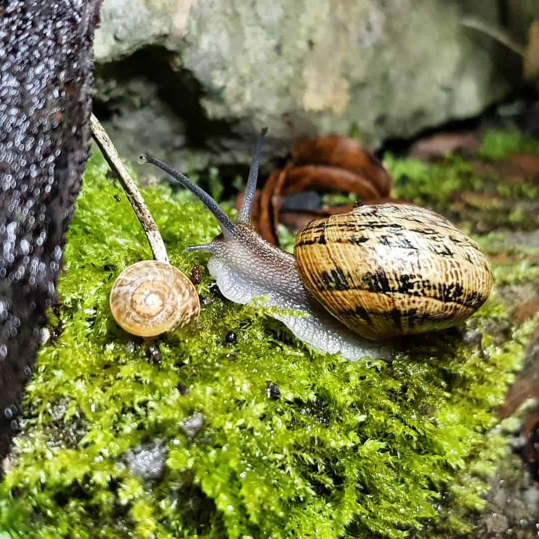 How To Take Care of Adult Snails