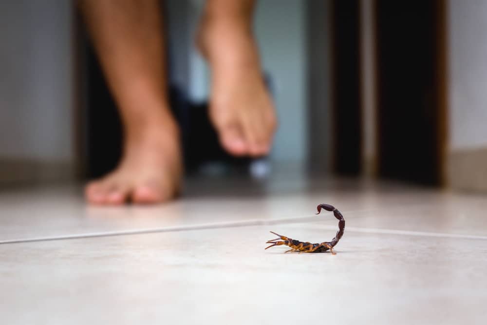 How to Get Rid of a Scorpion