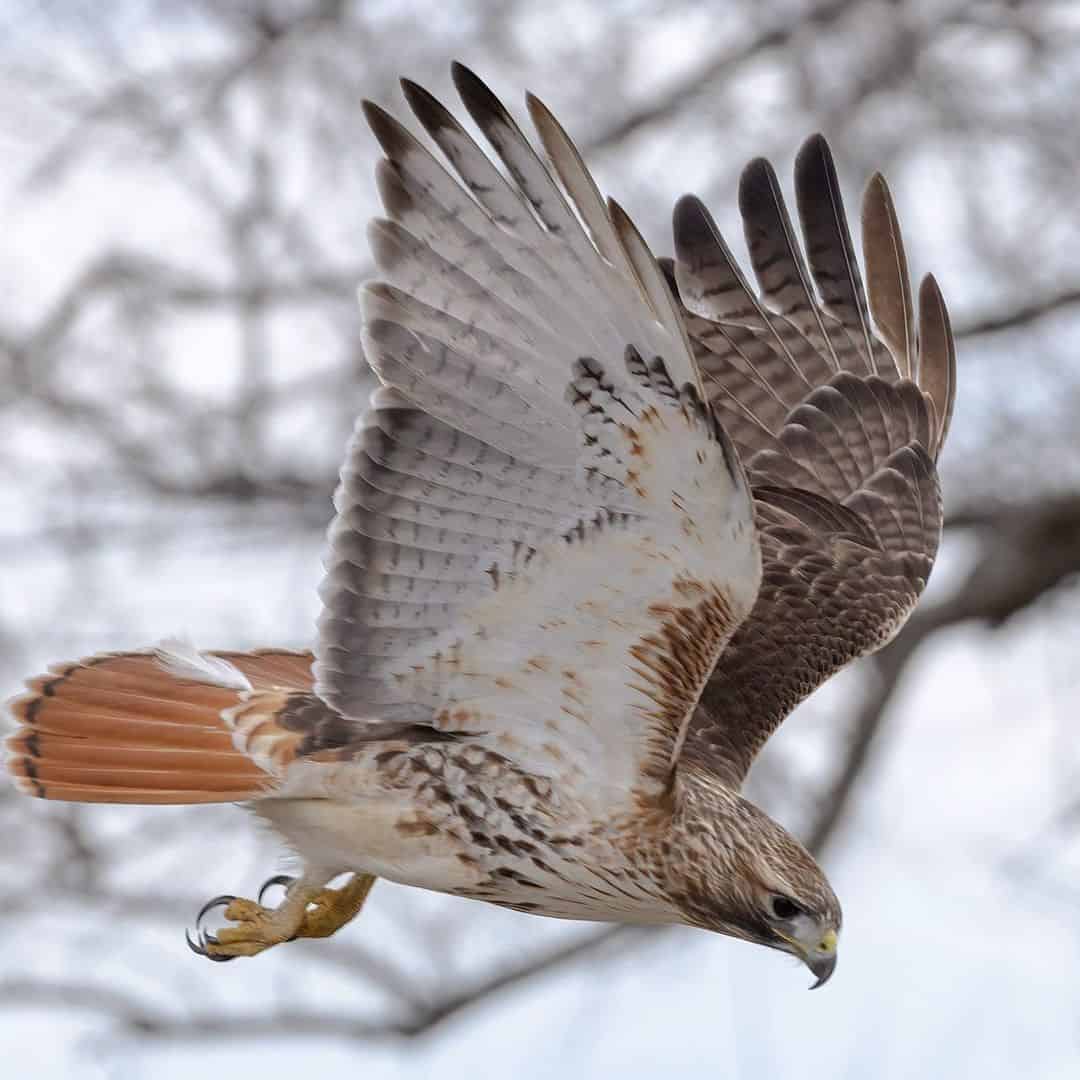 How to Keep Your Pets Safe From a Large Hawk