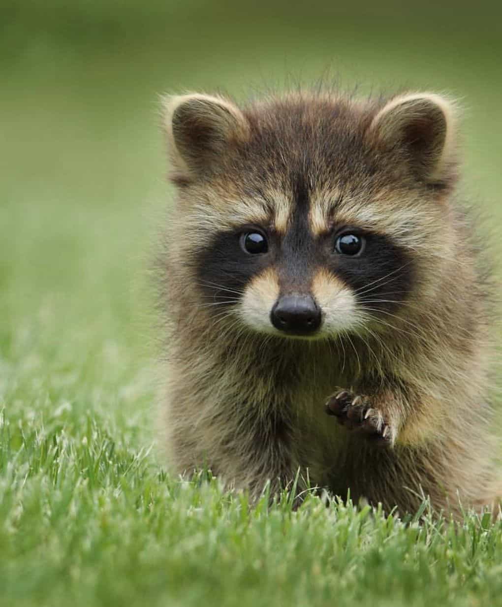 How to Prevent Raccoons From Entering Your Property