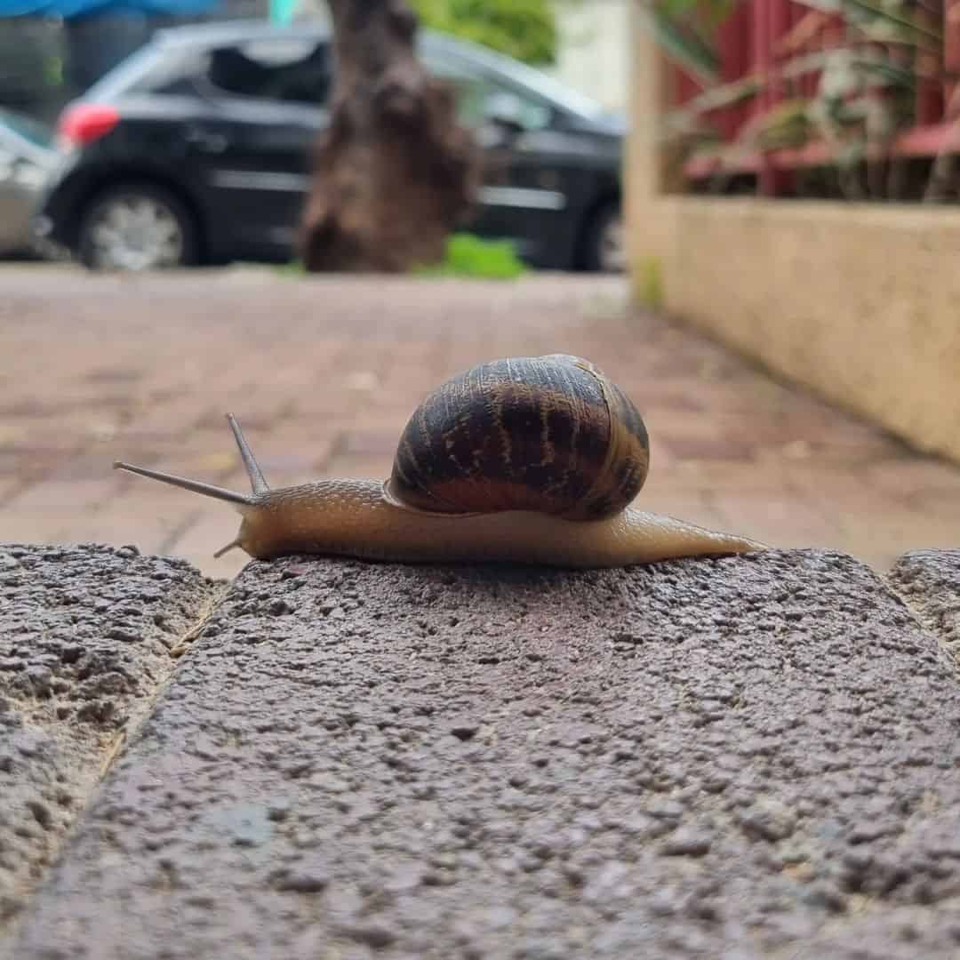 Is Snail the Slowest Animal