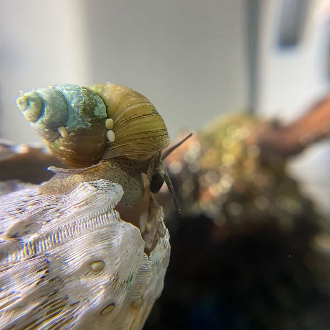 Japanese trapdoor snails