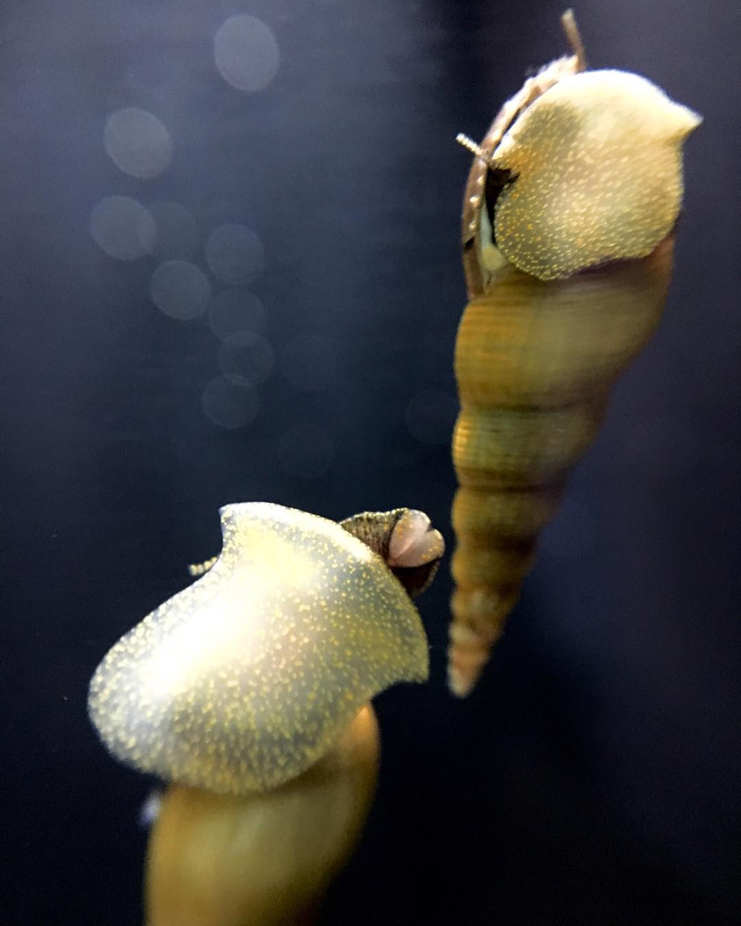 Malaysian trumpet snails