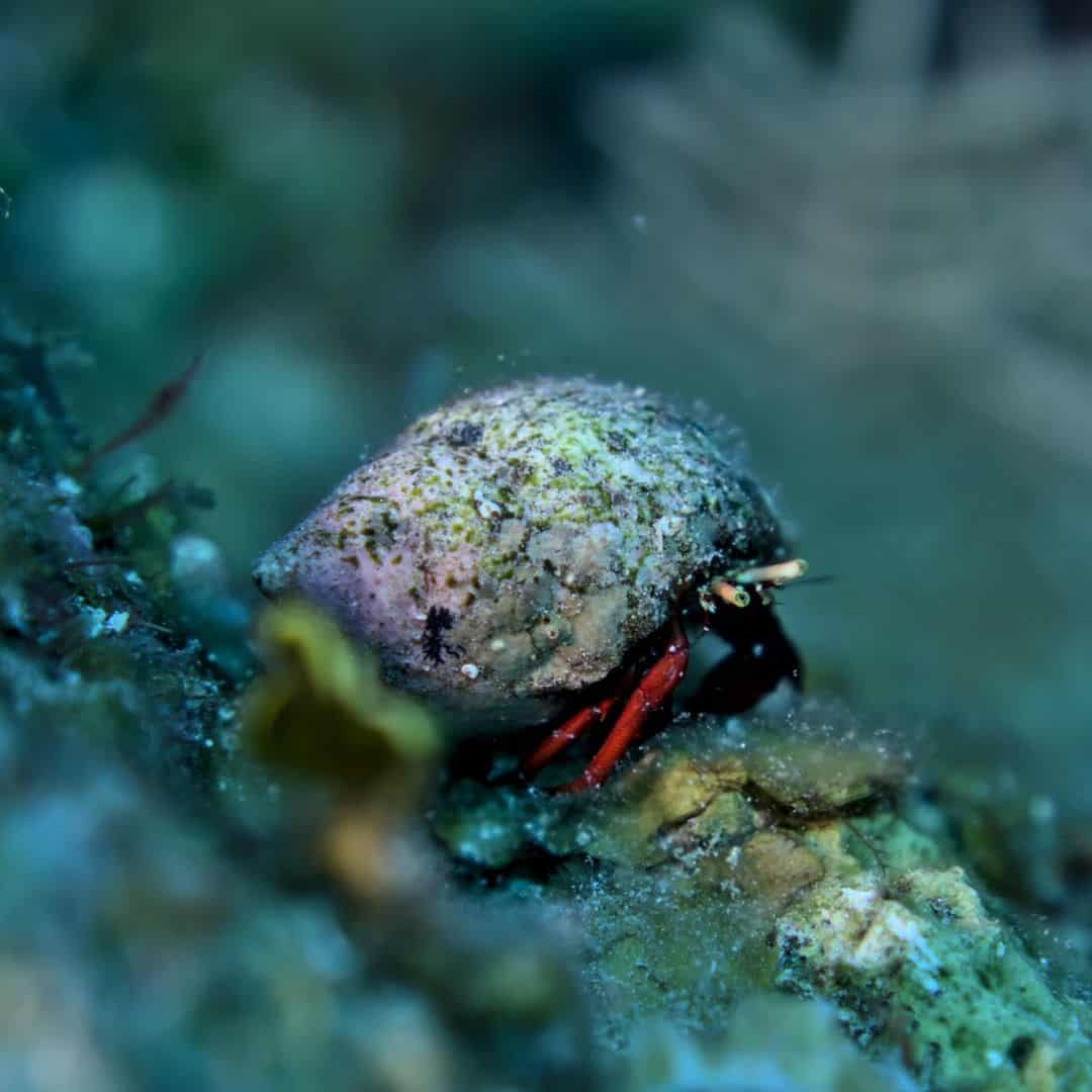 Marine Hermit Crabs