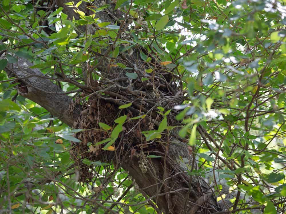 Should You Remove a Squirrel Nest