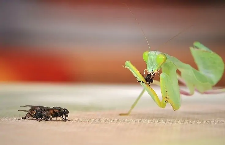 What Does a Baby Praying Mantis Eat