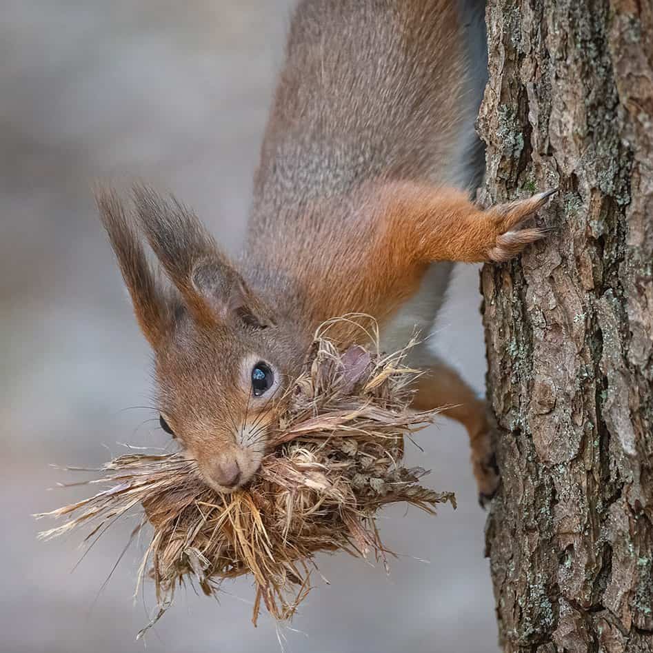 Squirrel Vocalization