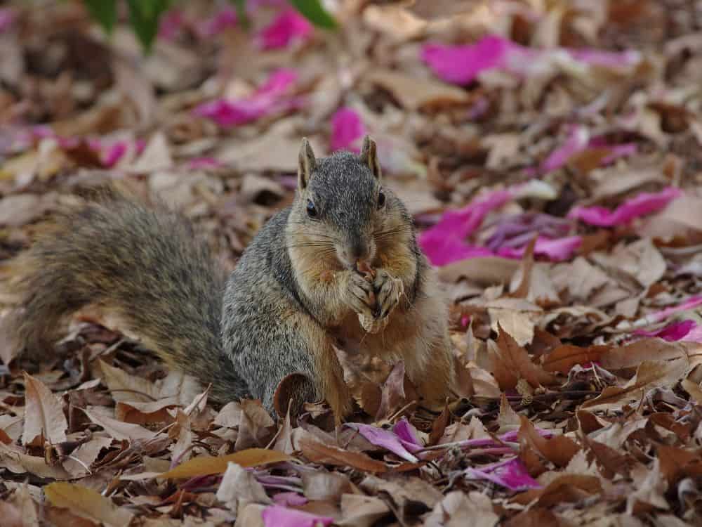 Types of Squirrels and Their Lifespan