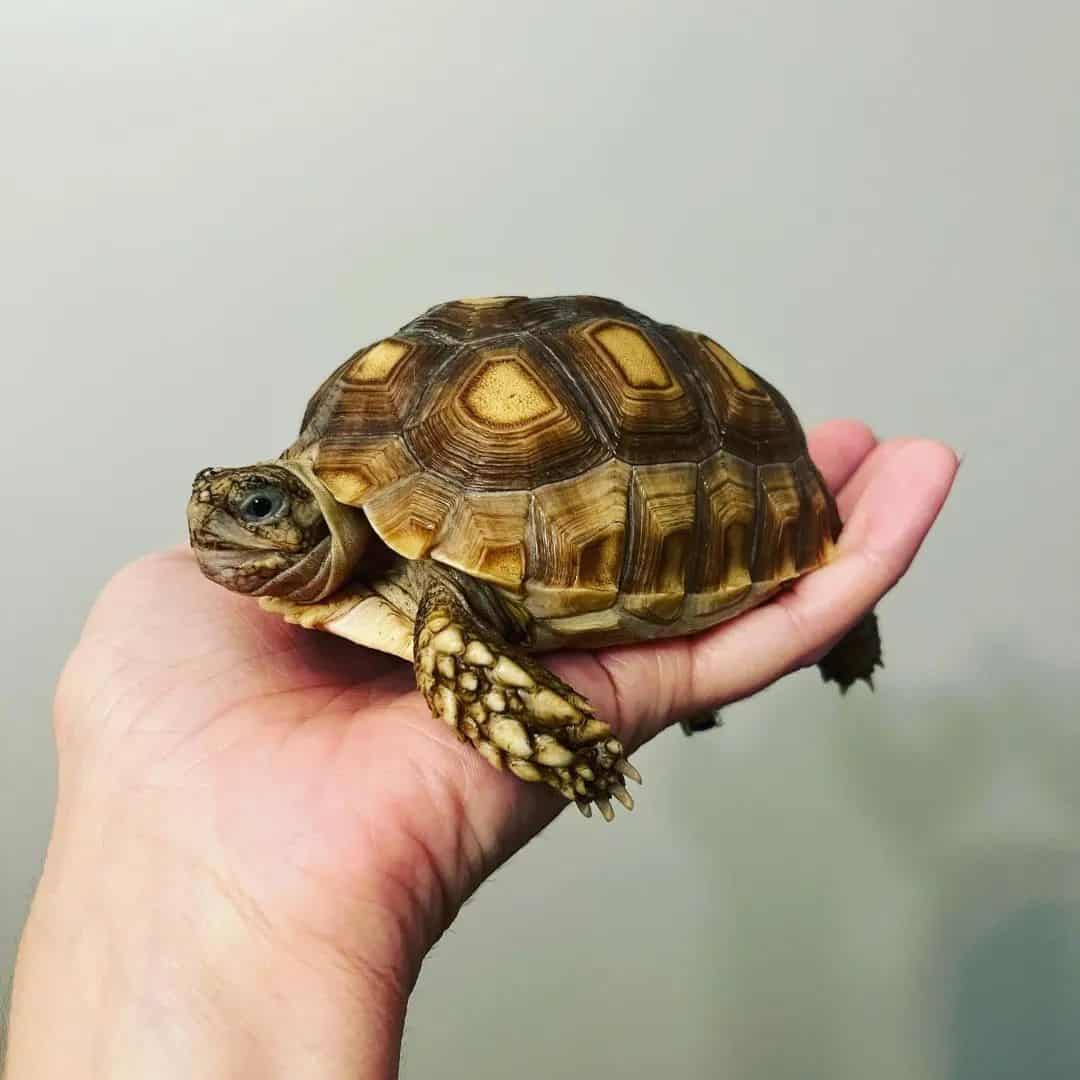 Ways to improve your box turtle’s health and well-being