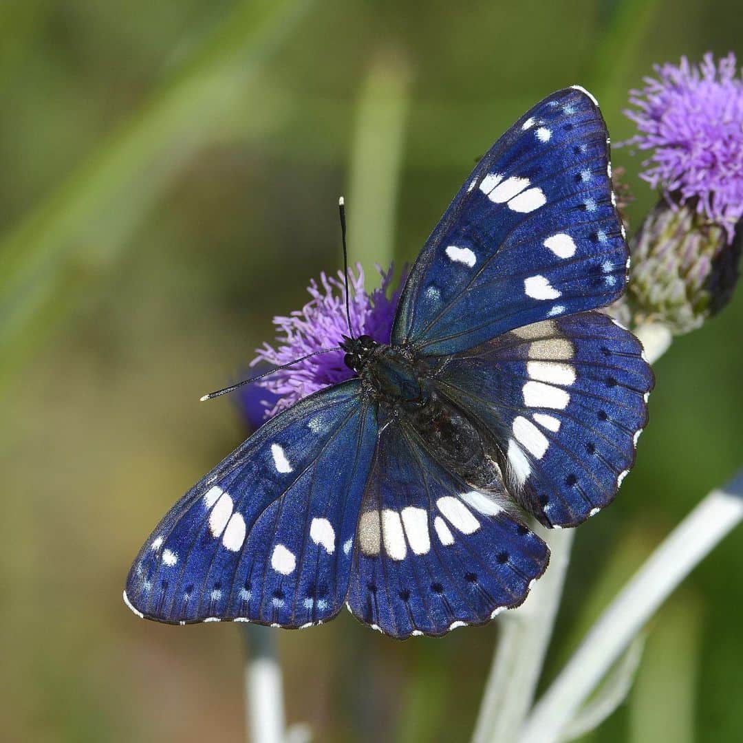 What Affects a Butterfly's Lifespan