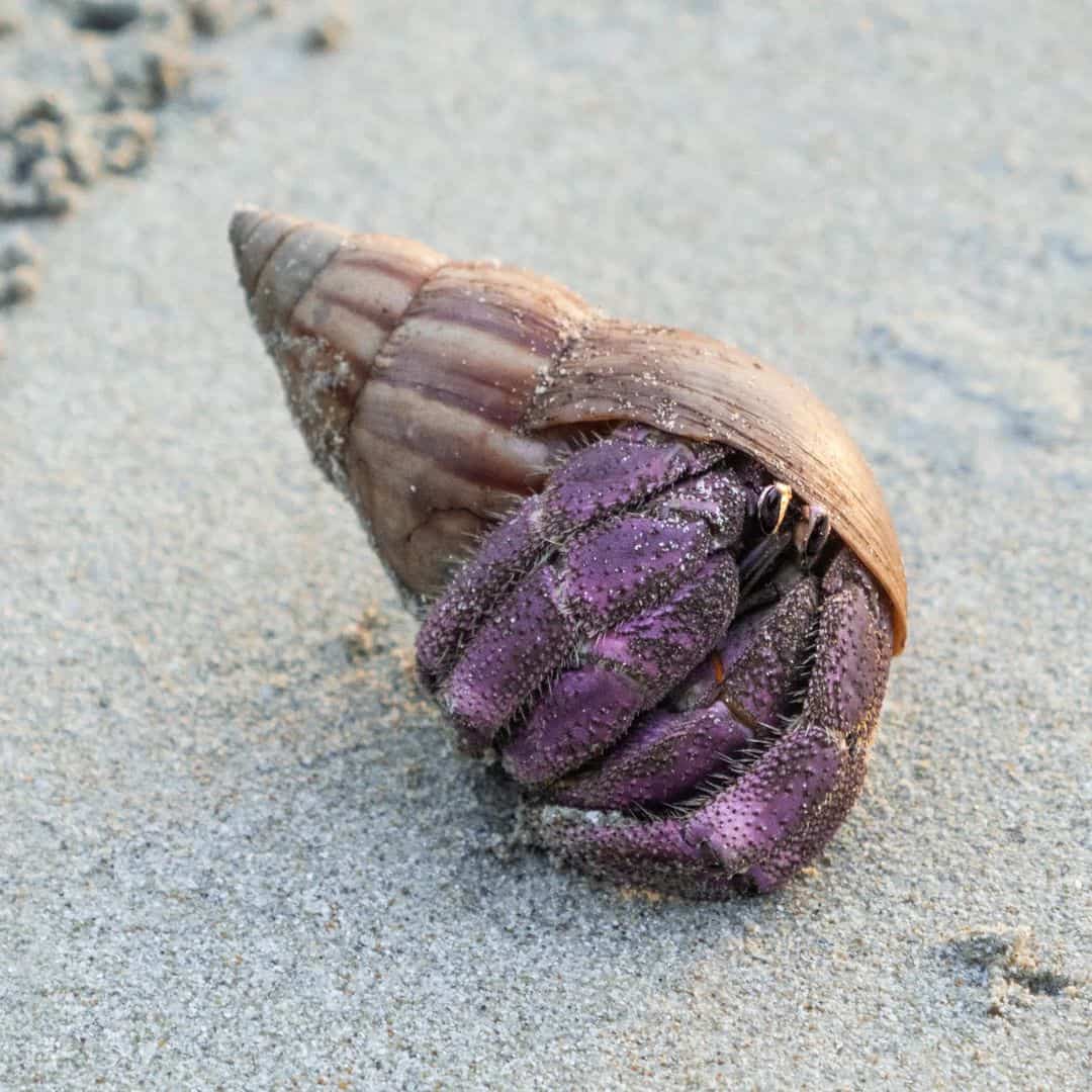 What Affects the Cost of a Hermit Crab