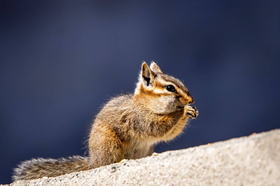 What Are Chipmunks?