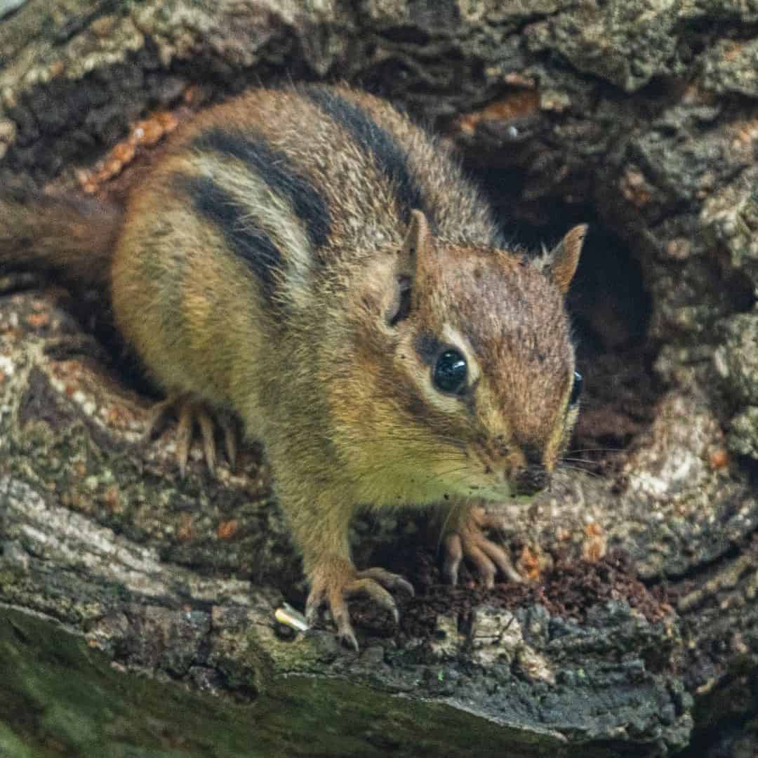 What Are The Dangers Of Chipmunk Poop?