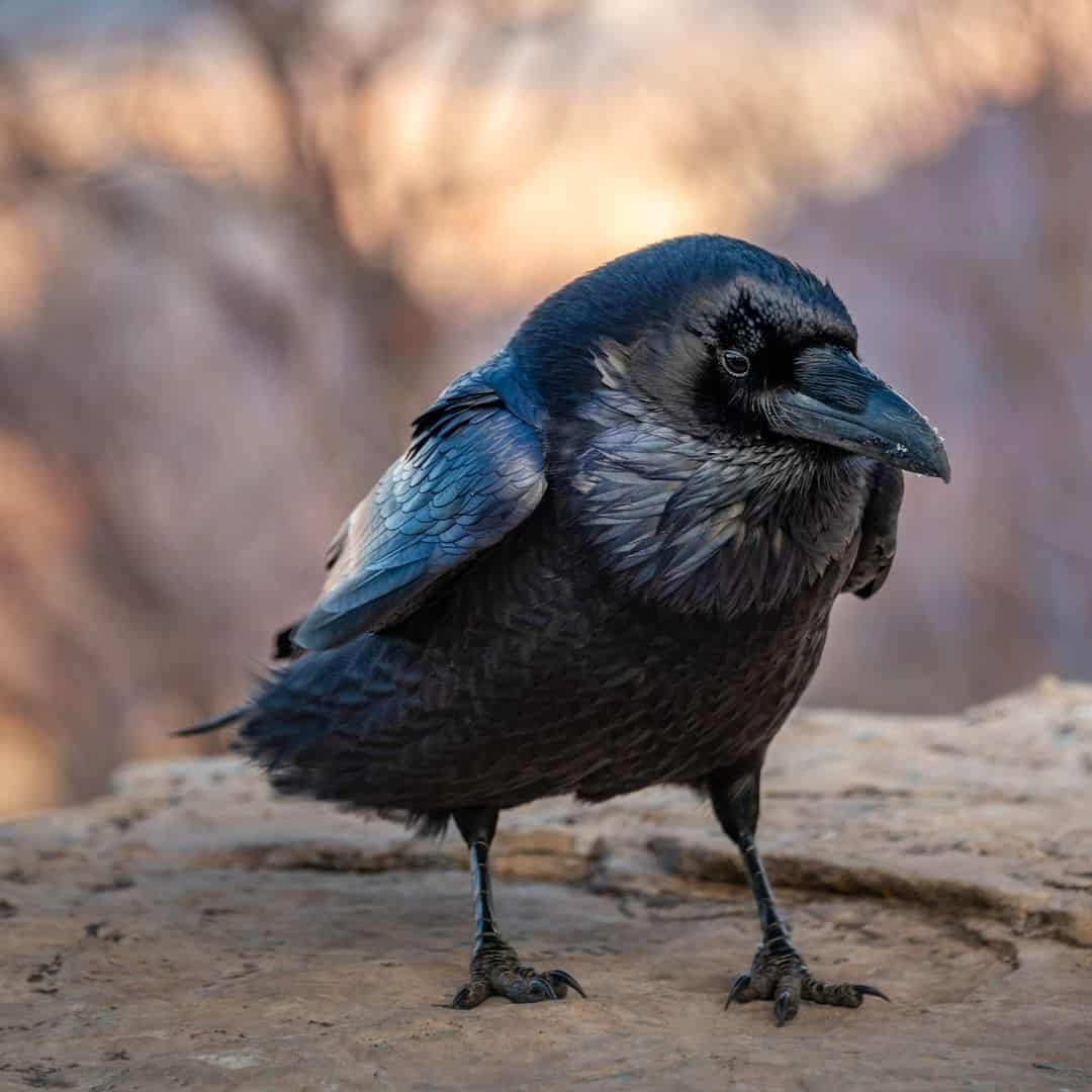 What Color is the Raven Bird