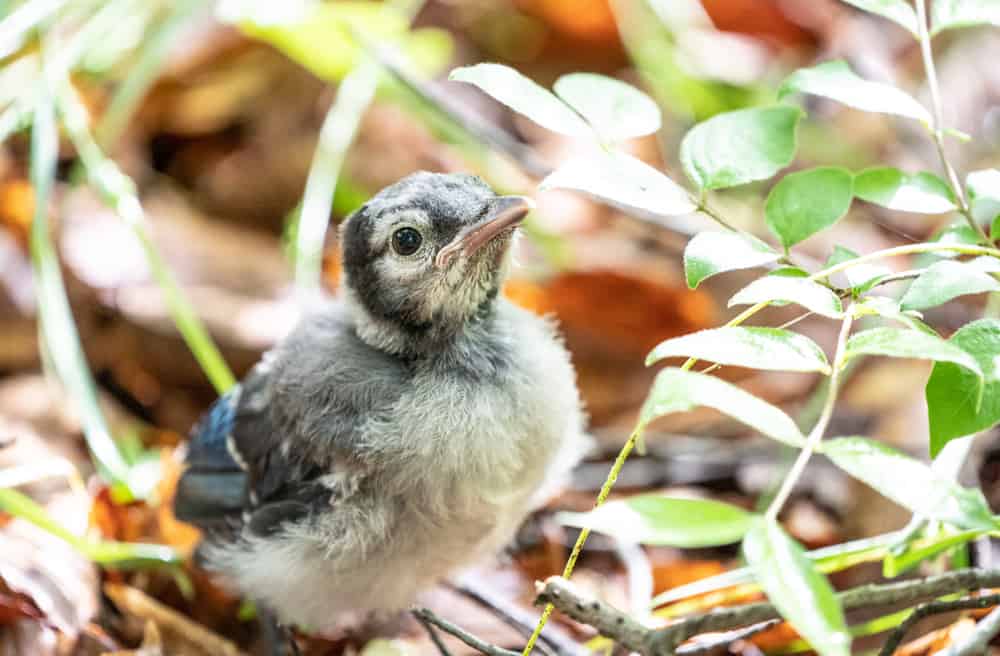 What Do Baby Blue Jays Eat