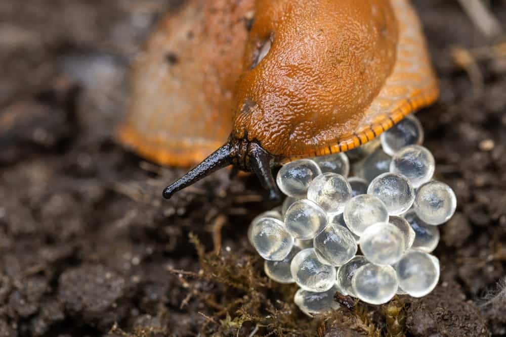 What Do Snail Eggs Look Like