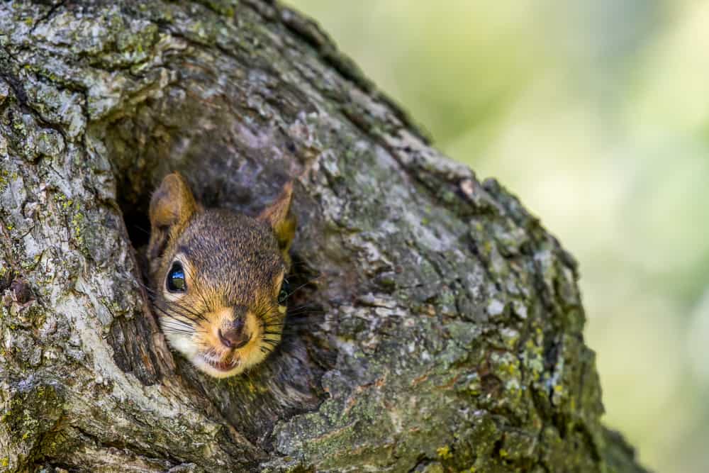 What Does A Squirrel Nest Looks Like