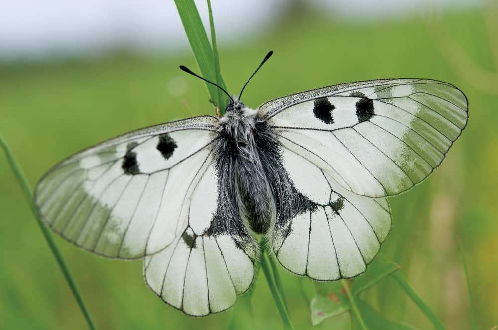 What Does A White Butterfly Mean?
