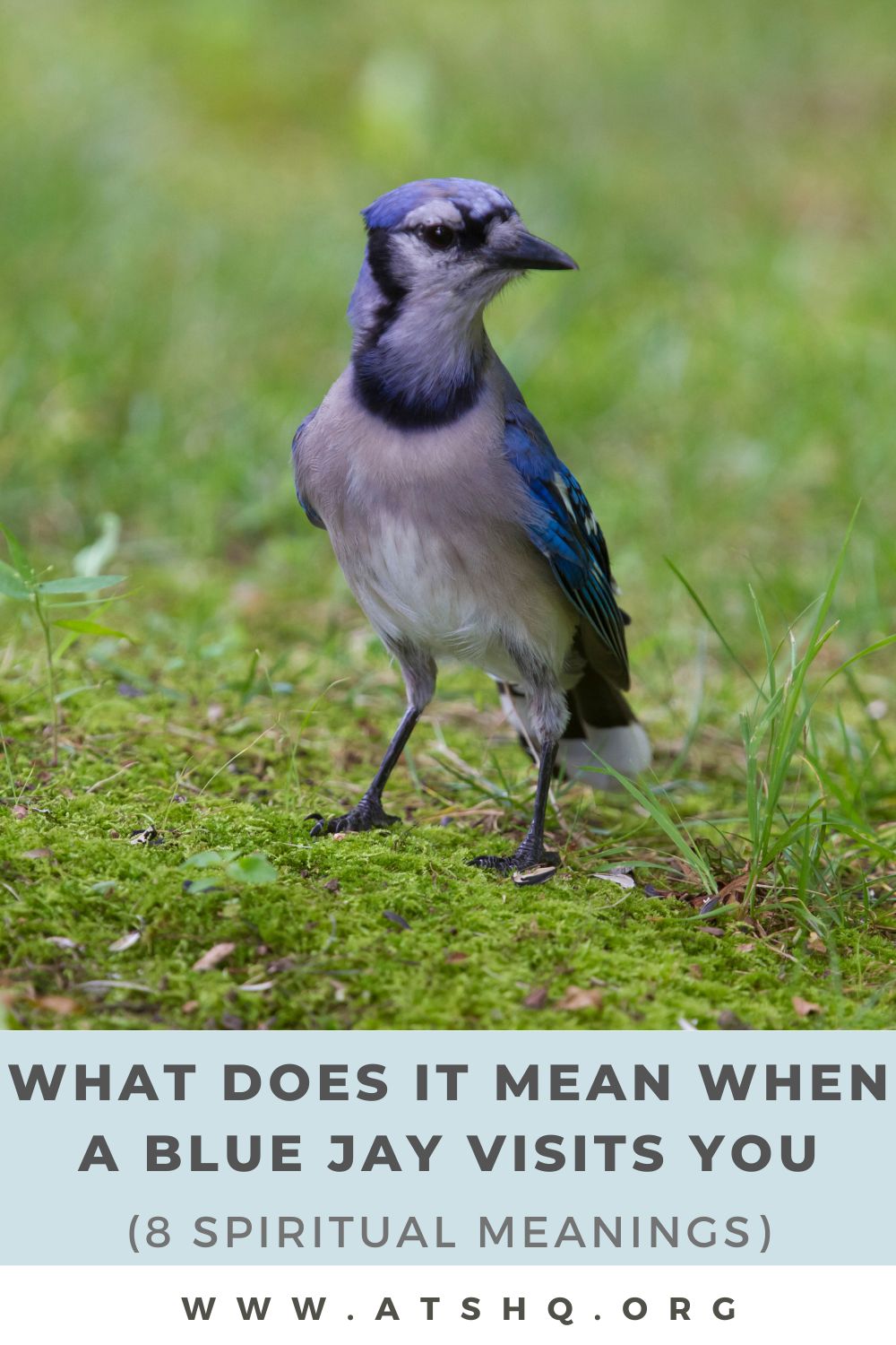 What Does Blue Jay Symbolize