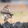 What Does It Mean When A Hawk Visits You