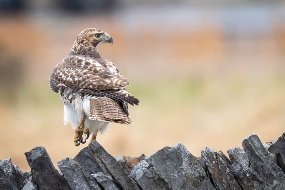 What Does It Mean When A Hawk Visits You
