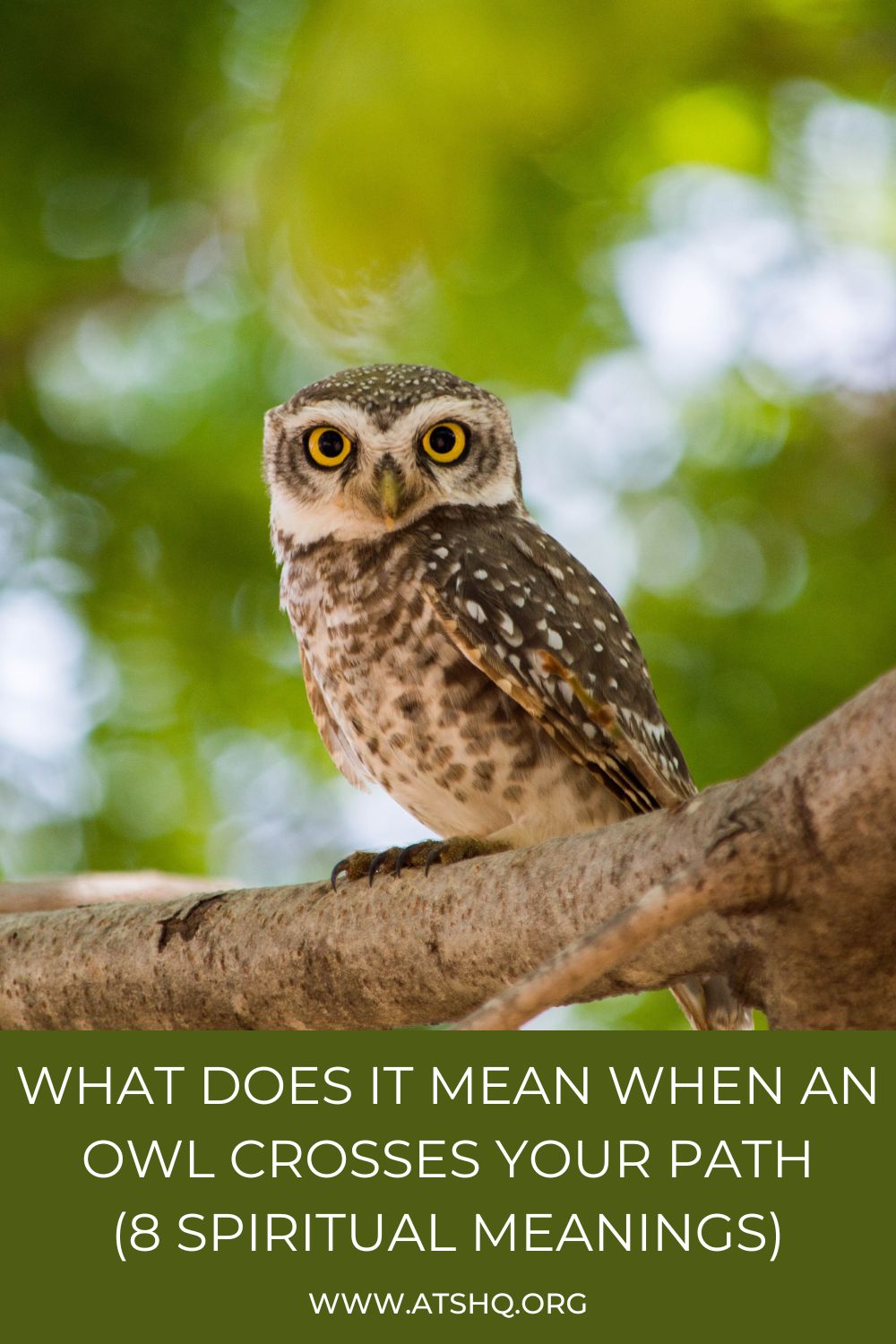 What Does It Mean When An Owl Crosses Your Path? (8 Spiritual Meanings)