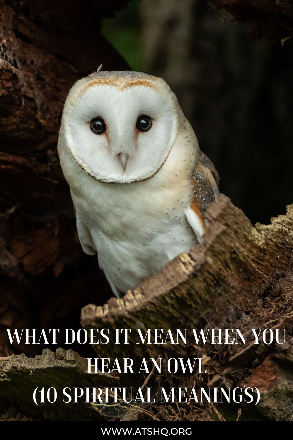 What Does It Mean When You Hear An Owl (10 Spiritual Meanings)