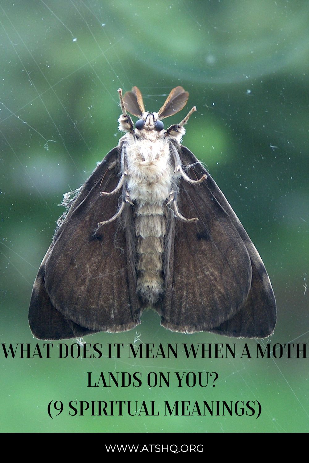 What Does It Mean When a Moth Lands On You? (9 Spiritual Meanings)