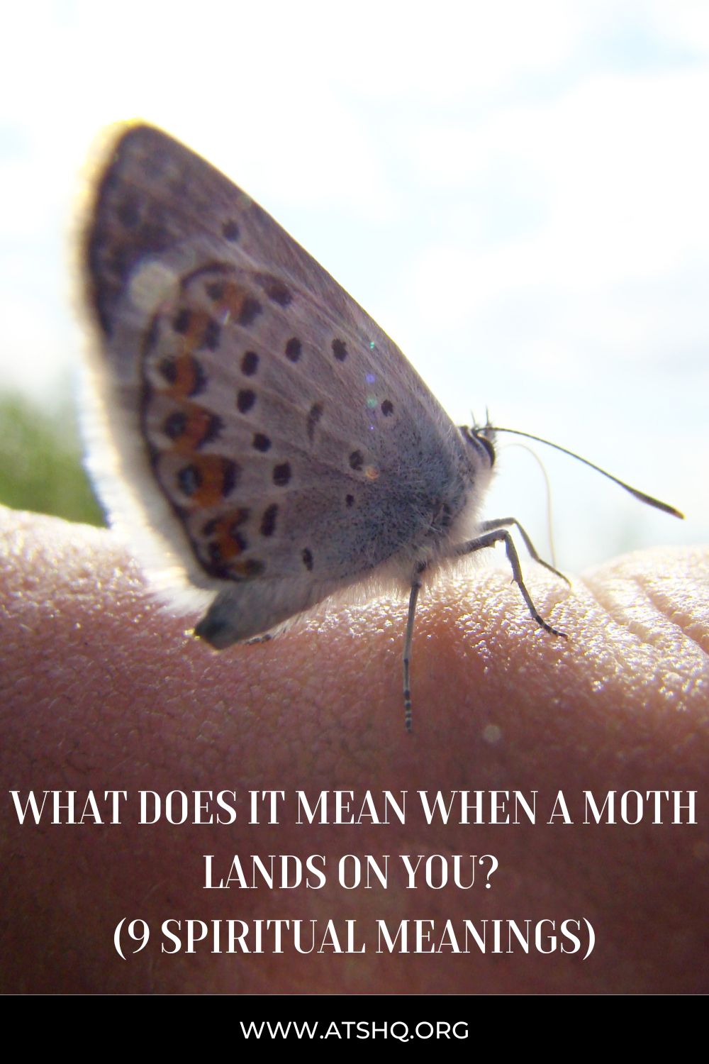 What Does It Mean When a Moth Lands On You