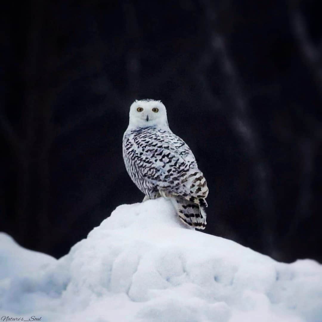 What Does It Mean When a White Owl Visits You?