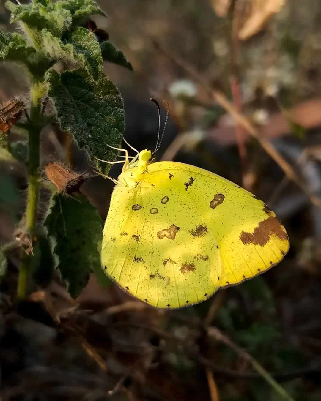 What Does Seeing A Yellow Butterfly Mean