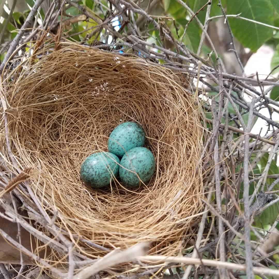 What Does a Male Blue Jay Egg Look Like