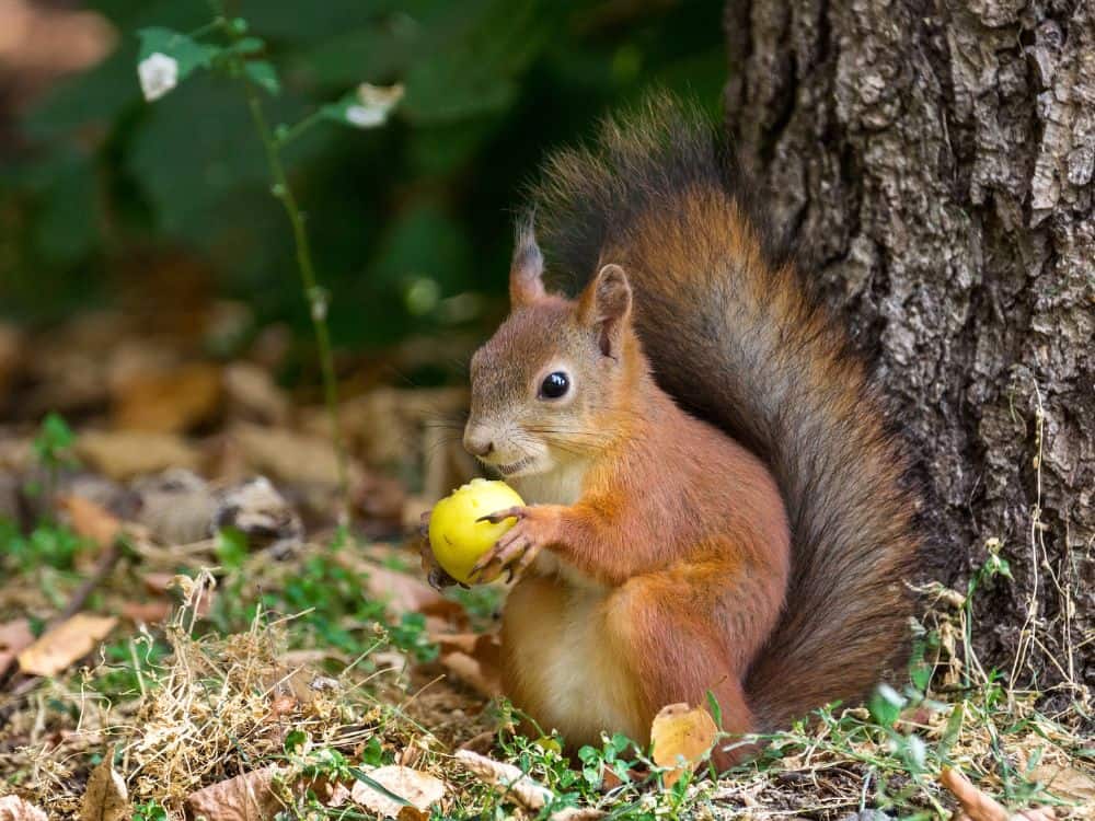What Factors Affect A Squirrel's Life Expectancy