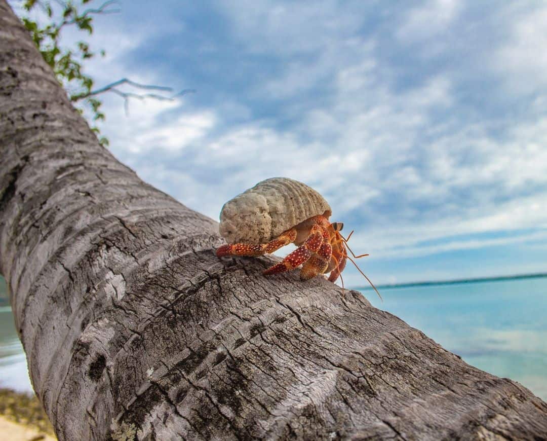 What Factors Affect the Lifespan of Wild Hermit Crabs