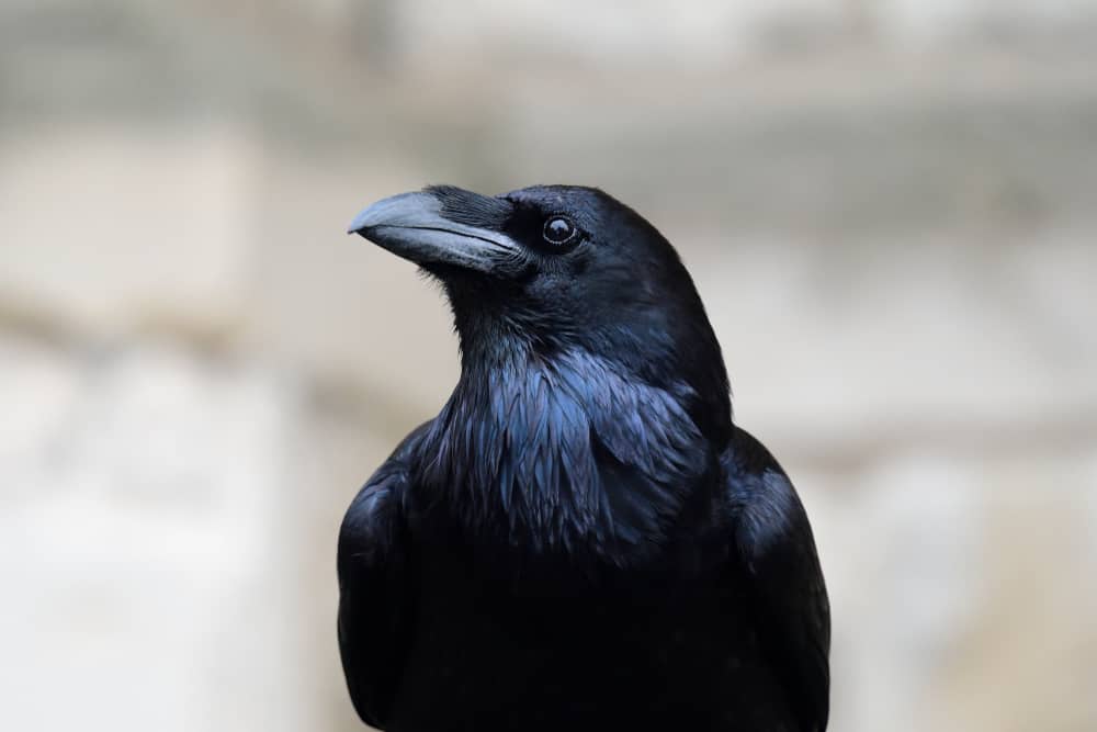What Is Raven Color
