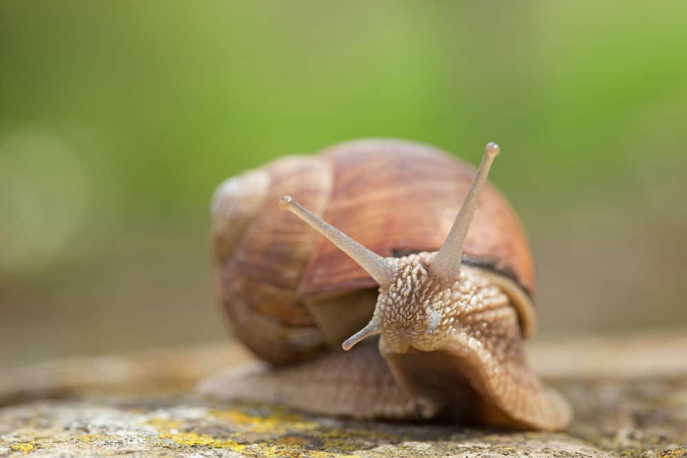 What Is The Top Speed Of A Snail