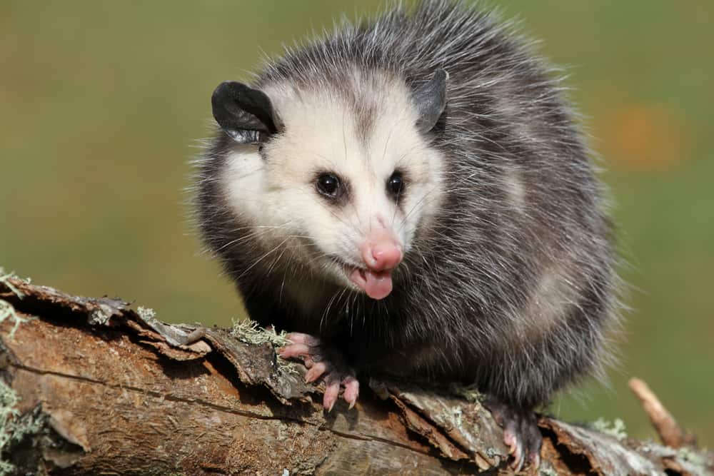 What Sound Does A Possum Make