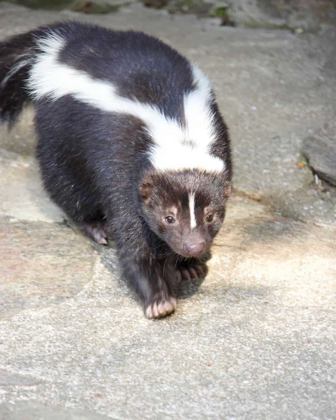 What Sounds Do Skunks Make When Dealing With Danger?