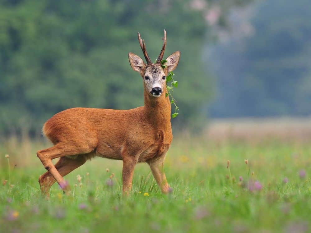 What You Can Learn From Deer Droppings
