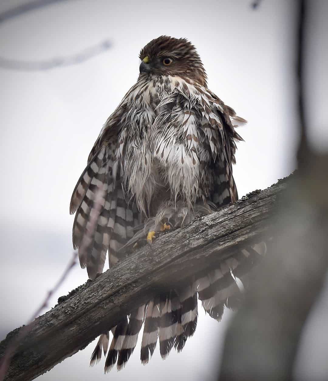 What are the Hawk's Eating Patterns