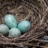 What does a Blue Jays egg look like?